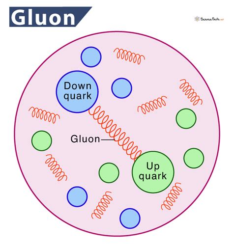 gluon nedir